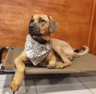 A pup in a bandana resting on a cot at daycare