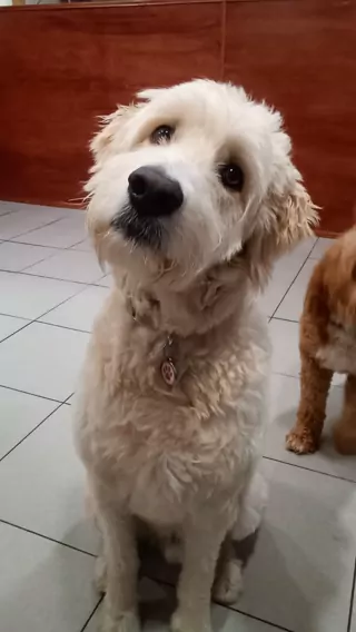 A fluffy cream doodle looking up at the camera