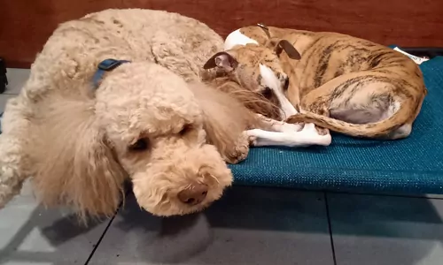 A doodle and a brindle pup napping side by side on a raised dog bed