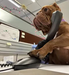 A dog holding a desk phone receiver