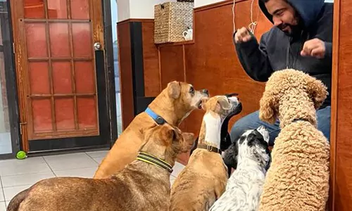 A Dorothy's Petcare staff member playing with five dogs in the daycare room